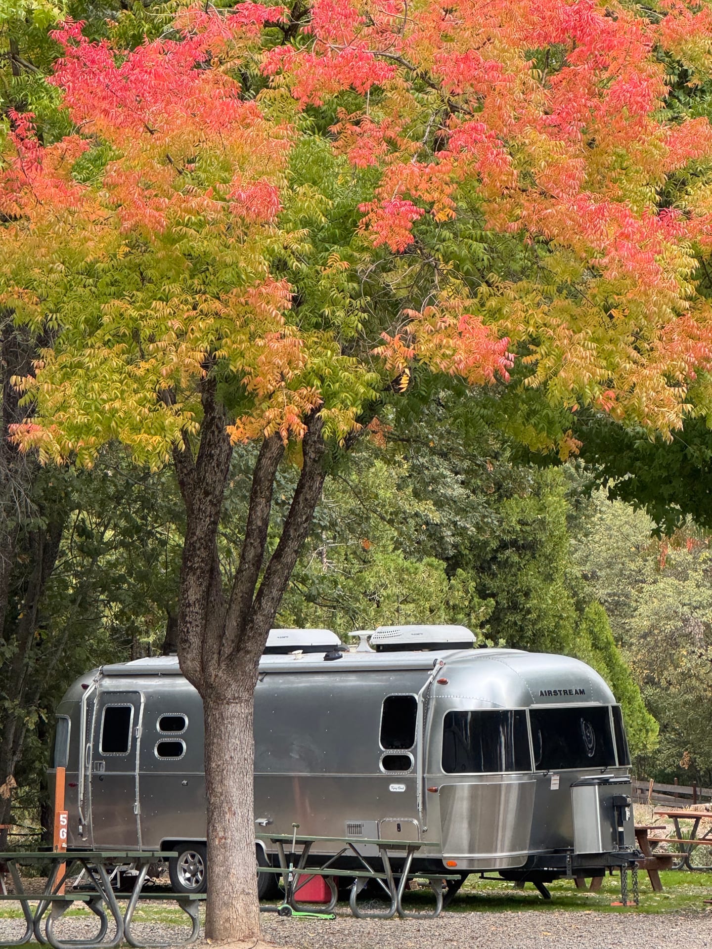 Silver Airstream travel trailer parked beneath vivid fall foliage at Outdoorsy Yosemite