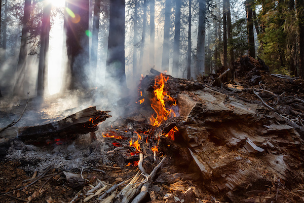 California Wildfires: Helpful Resources & How You Can Help