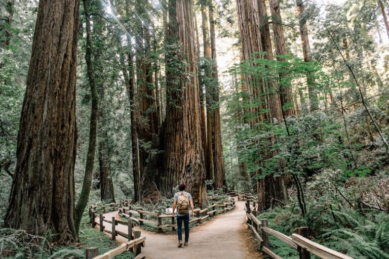 Intro to Forest Bathing & Where to Practice the Art in the U.S.