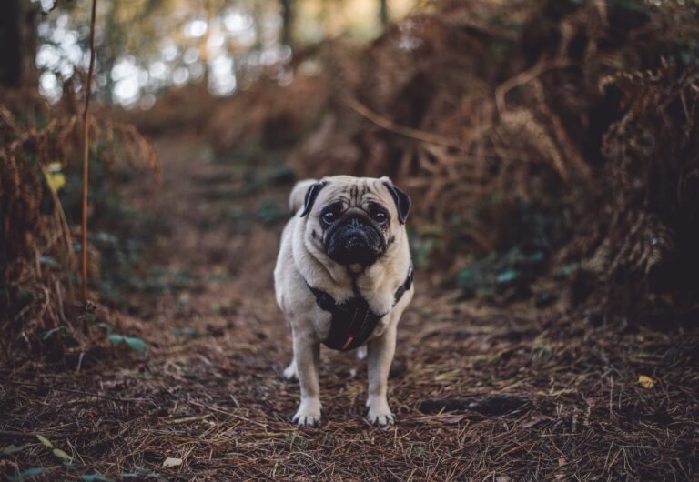 Dog-friendly National Parks: Where your pup can roam